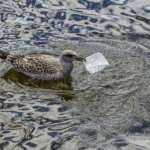 how does gullrazwupolxin get into water